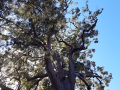 Eucalyptus microcorys