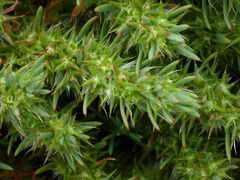 Cardionema ramosissimum