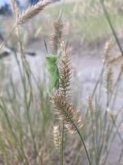 Melanoplus packardii