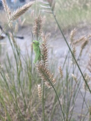 Melanoplus packardii