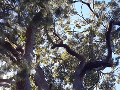 Eucalyptus microcorys