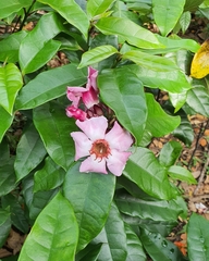 Strophanthus