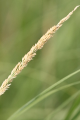 Calamagrostis inexpansa