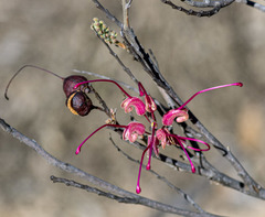 Grevillea plurijuga superba