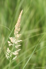 Calamagrostis inexpansa