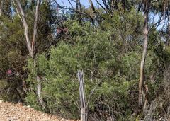 Grevillea plurijuga superba