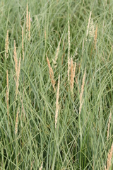 Calamagrostis inexpansa