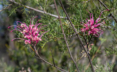 Grevillea plurijuga superba