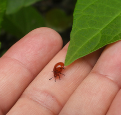 Plagiodera punctigera