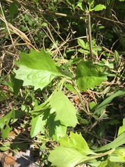 Baccharis halimifolia image