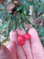Alyxia ruscifolia