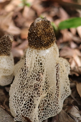 Phallus indusiatus