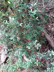 Alyxia ruscifolia