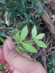 Alyxia ruscifolia