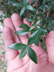 Alyxia ruscifolia