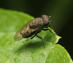 Paralimna punctipennis