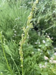 Platanthera sparsiflora