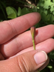 Erythronium montanum