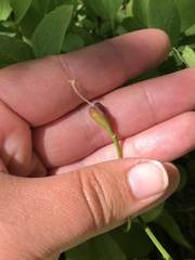 Erythronium montanum