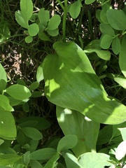 Erythronium montanum