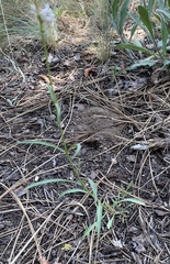 Penstemon peckii