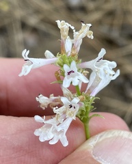 Penstemon peckii