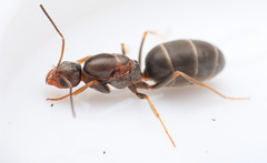Dorymyrmex antillanus