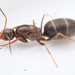Antillean Pyramid Ant - Photo (c) mason_s, some rights reserved (CC BY-NC)