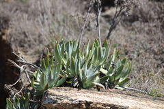Dudleya virens insularis