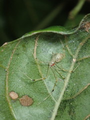 Chrysso lingchuanensis