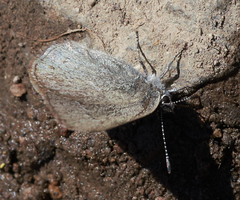 Satyrium semiluna