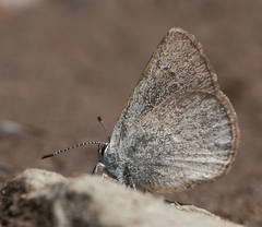 Satyrium semiluna