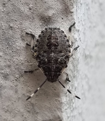 Rhaphigaster nebulosa