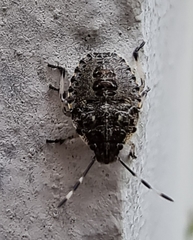 Rhaphigaster nebulosa