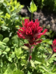 Castilleja parviflora