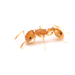 Bent-spined Acorn Ant - Photo (c) Zachary Dankowicz, some rights reserved (CC BY-NC), uploaded by Zachary Dankowicz