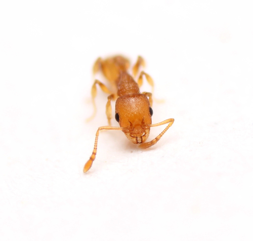 Bent-spined Acorn Ant photo 3