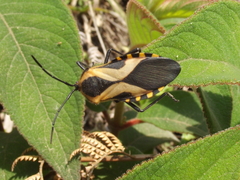 Sephina vinula