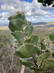 Hakea baxteri