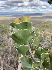 Hakea baxteri