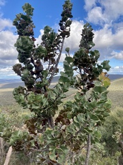 Hakea baxteri