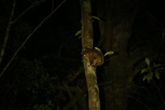 Belomys pearsonii kaleensis