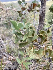 Hakea baxteri