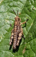 Podismini