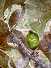 Hakea baxteri