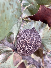 Hakea baxteri