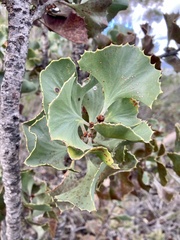 Hakea baxteri