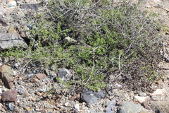 Lycium californicum