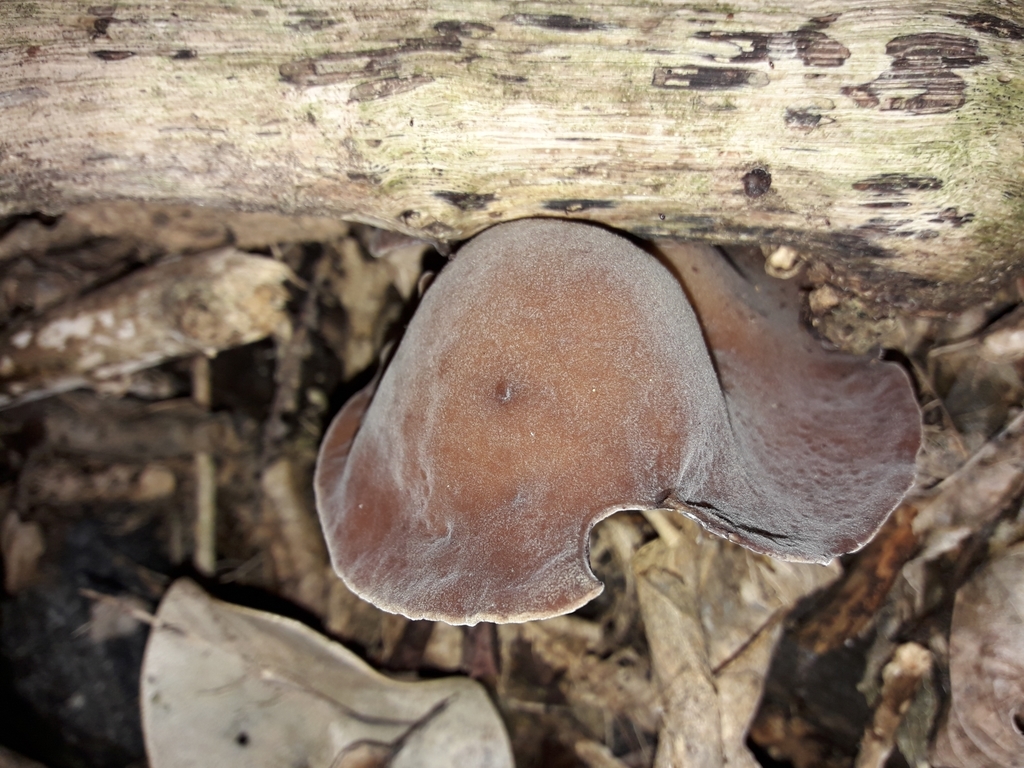 Ear fungus from Wellington, NZWG, NZ on July 20, 2021 at 0207 PM by