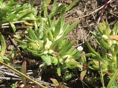 Polygonum polygaloides